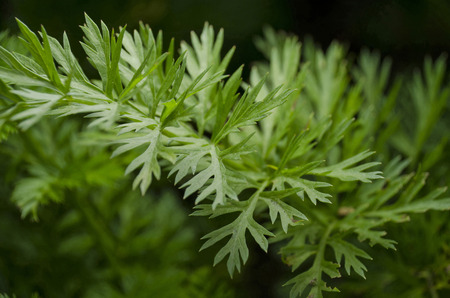 carrots leaf
