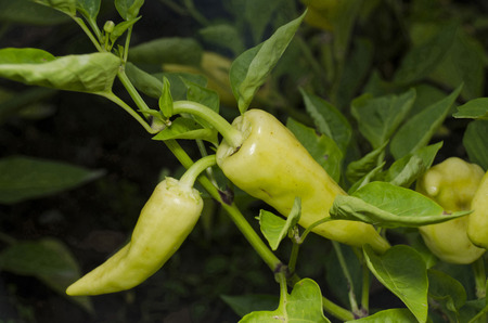 paprika greenの写真素材