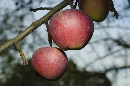 apple on a treeの写真素材
