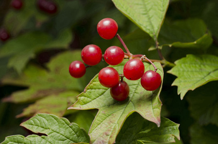 red fruitsの写真素材