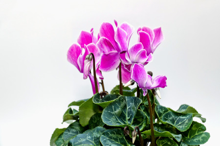 cyclamen flowersの写真素材