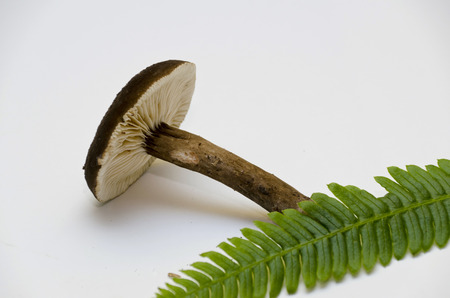 mushroom with Gillsの写真素材