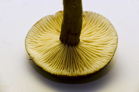 mushroom with Gillsの写真素材