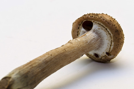 mushroomの写真素材