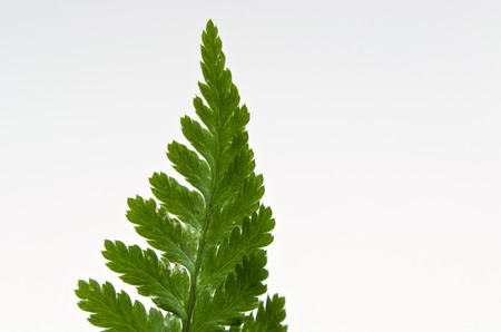 fern leaf on white background