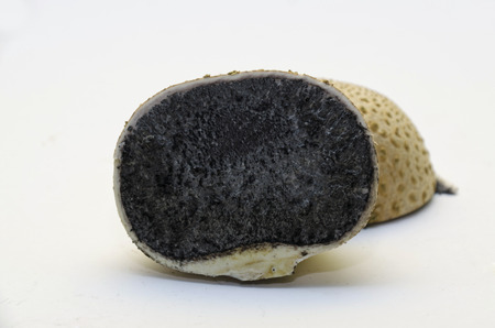 mushroomの写真素材