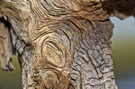 texture of woodの写真素材