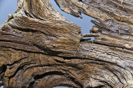 texture of woodの写真素材