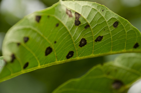 disease on leavesの写真素材