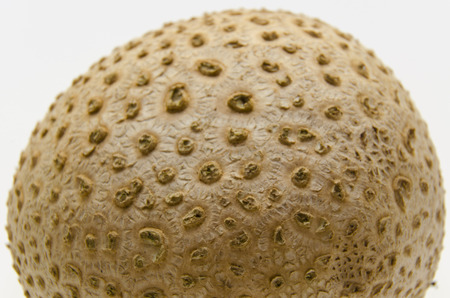 puffball mushroomの写真素材