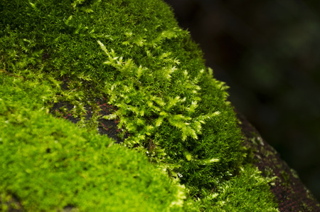 mossの写真素材