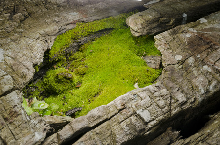 mossy islandの写真素材