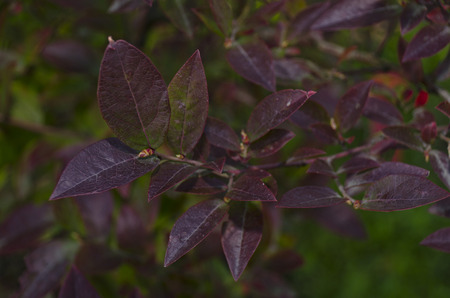 purple leavesの写真素材