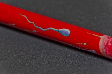 pencil with a picture of spermの写真素材
