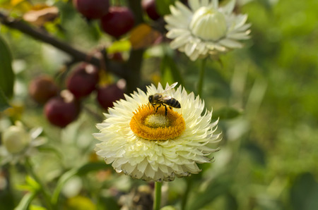 bee on immortelleの写真素材