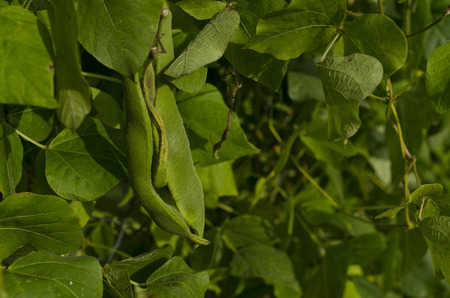 bean pods