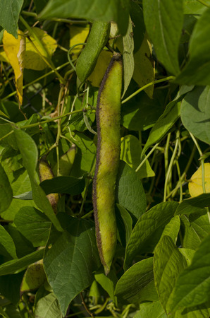 bean podsの写真素材