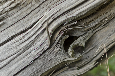 cracks in wood