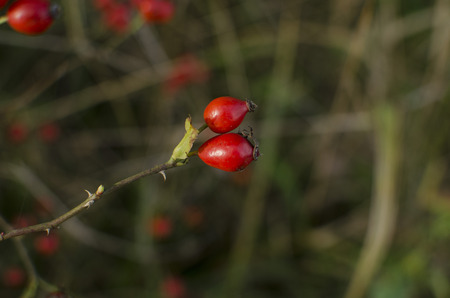 rose fruitsの写真素材