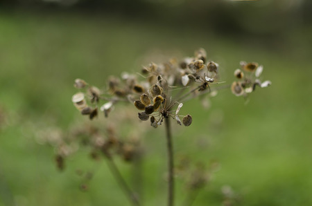 fennel seeds