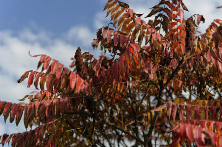 red tree leavesの写真素材