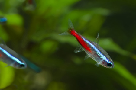 neon tetra