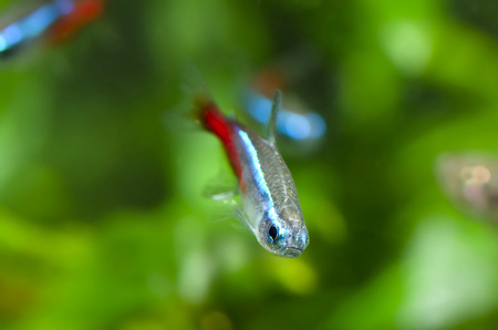 neon tetraの写真素材