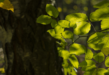 beech leaves in the sun