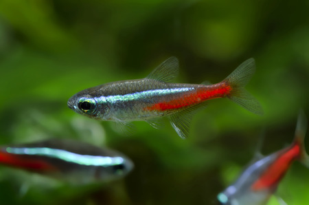 neon tetraの写真素材