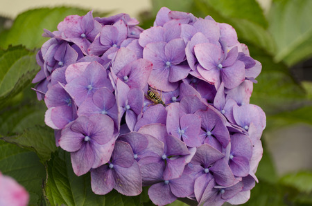 hydrangea and wasp