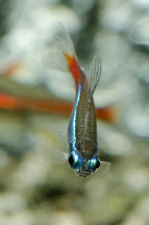 neon tetra fish の写真素材