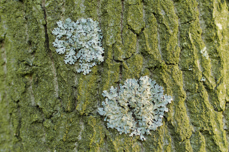 mushrooms on trunk of oak