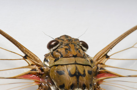 head cicadasの写真素材