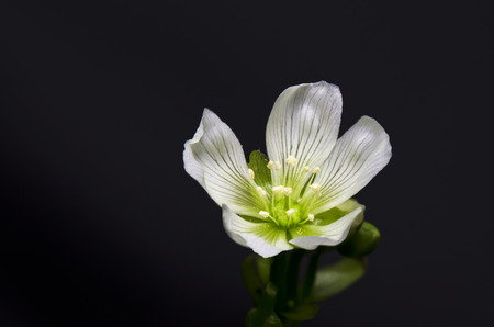 carnivorous flower carnivorous flower