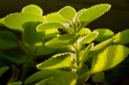plant at sunsetの写真素材