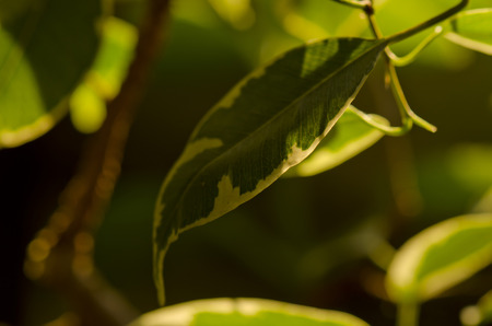 ficus in light