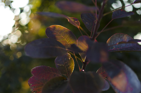tree with purple leaves