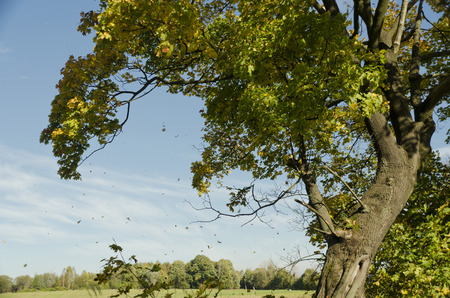 maple autumn colorsの写真素材