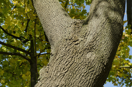 maple trunkの写真素材