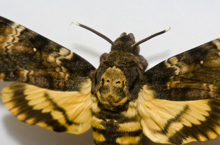 Hawk atroposの写真素材