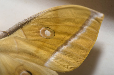butterfly wingの写真素材