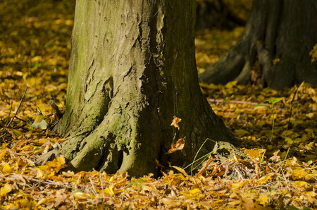 trunk hornbeam autumnの写真素材