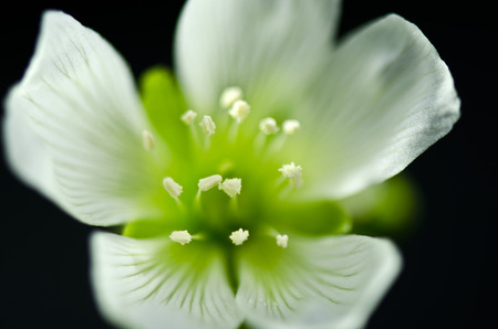 carnivorous flowerの写真素材