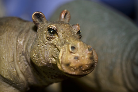 plastic hippo headの写真素材