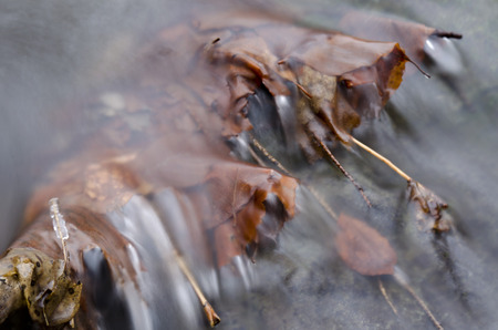 leaves under waterの写真素材
