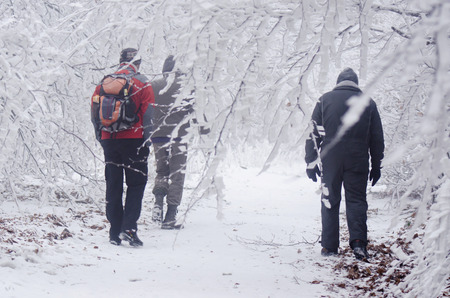 tourists under snowy trees
