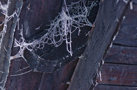 cobweb in winterの写真素材