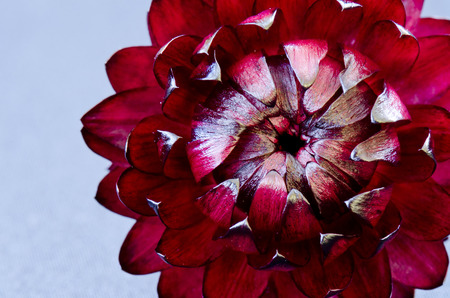 Ammobium alatum, Immortelle red
