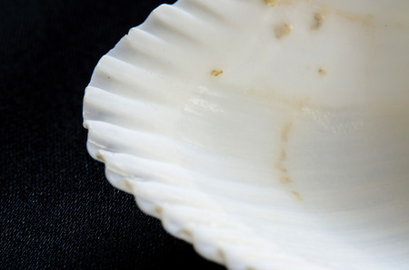 shells turned on a black backgroundの写真素材