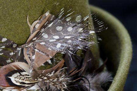 pheasant feather hatの写真素材